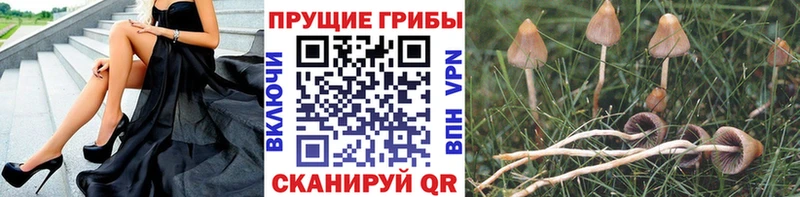 Псилоцибиновые грибы Cubensis KRAKEN ссылки Каргат